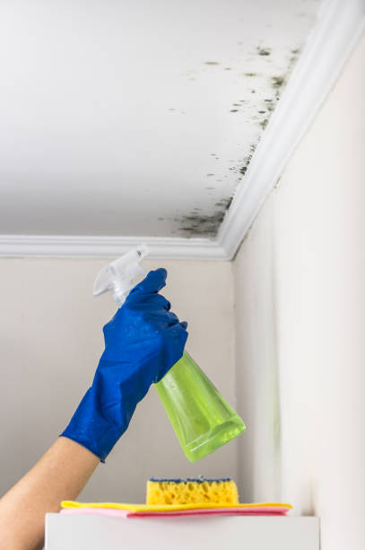 Professional Mold Removal in Pleasant Grove, AL